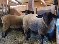 Oveja, Baerchuke sheep — foto 2