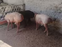 ஆண் ஆடு, Arashan sheep — புகைப்படம் 4