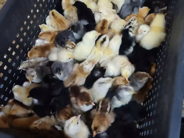 Chickens