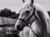 حصان, Quarter Horse — الصورة 4