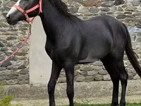 Hengst, Anglo-Arabian — Foto 2