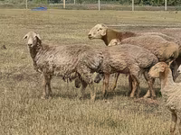 Widder, Hissar sheep — Foto 7