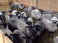 Widder, Romanov sheep — Foto 5