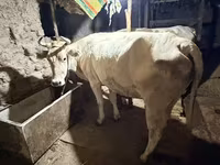 Vaca, Ukrainian Brown Dairy Cattle — foto 3