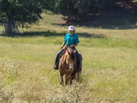 Caballo, Gypsy horse — foto 6