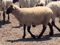 Carnero, Hampshire sheep — foto 3