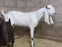 பெண் வெள்ளாடு, Kamori goats — புகைப்படம் 1