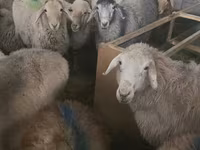 Sheep, Tian-Shan semifinewool sheep — photo 3
