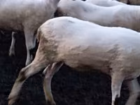 Ovce, Tsigai sheep — foto 3