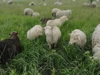 Ram, Merino sheep — photo 3