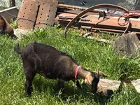 பெண் வெள்ளாடு, Nubian Goat — புகைப்படம் 4