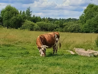 بقرة, Simmental cattle — الصورة 7