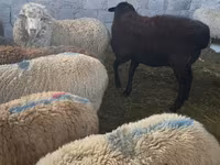 Sheep, Sheep — photo 2