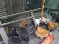 Chickens — புகைப்படம் 2