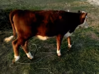 Bull, Swiss cattle — photo 2