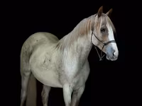 Yegua, Quarter Horse — foto 2