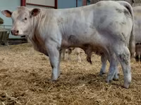 Býk, Charolais cattle — foto 4