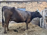 Kuh, Swiss cattle — Foto 5