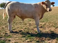 Býk, Charolais cattle — foto 3