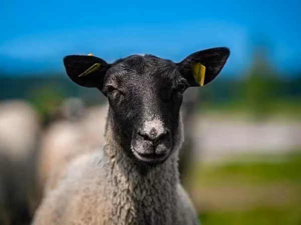 Widder, Romanov sheep