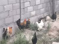 Chickens — புகைப்படம் 7