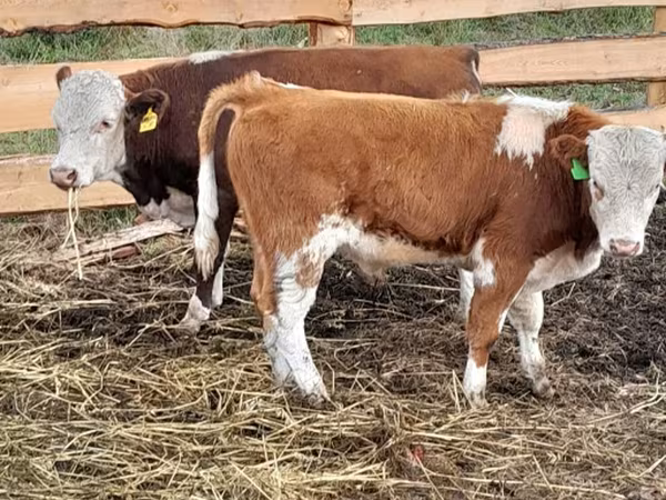 Aberdeen – Angus