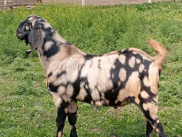Kozel, Nubian Goat