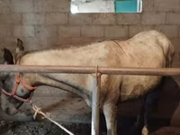 حصان, Horse breed — الصورة 3