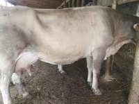 بقرة, Swiss cattle — الصورة 3