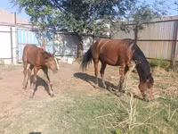 பெண் குதிரை, Thoroughbred horse — புகைப்படம் 8