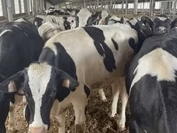 Holsteinras