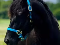 Klisna, Rocky Mountain Horse — foto 6