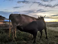Vaca, Simmental cattle — foto 2