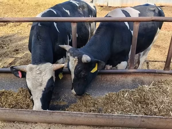 Ram, Edilbay sheep