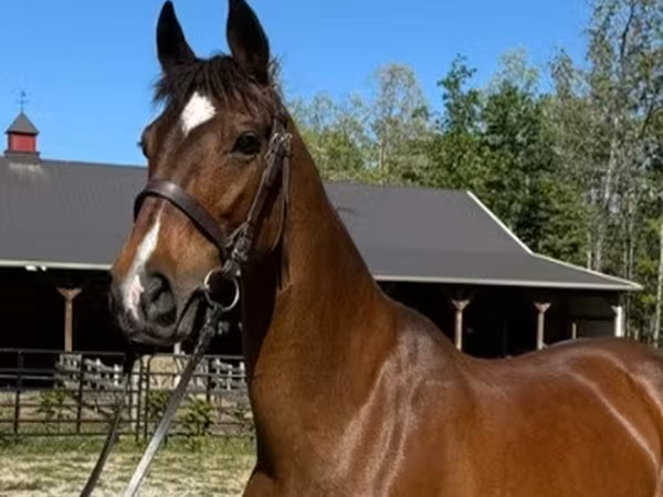 Klisna, Dutch warmblood horse