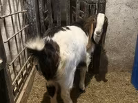 تيس, Kamori goats — الصورة 5
