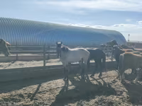 குதிரை, Horse breed — புகைப்படம் 4