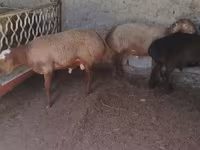 ஆண் ஆடு, Arashan sheep — புகைப்படம் 5