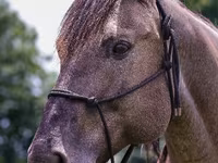 حصان, Quarter Horse — الصورة 7
