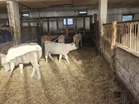 Krava, Charolais cattle — foto 5