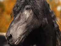 Caballo, Friesian — foto 1