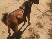 公山羊, Nubian Goat — 照片 2
