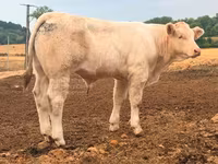 Býk, Charolais cattle — foto 4