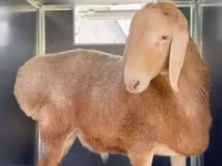 Beran, Rhon sheep — foto 4