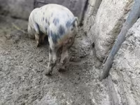 Kanec, Дюрок — foto 1