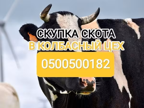 Holstein-race
