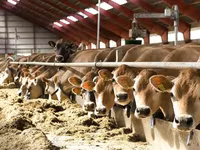 Krava, Simmental cattle — foto 3