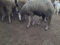 ஆண் ஆடு, Baerchuke sheep — புகைப்படம் 1