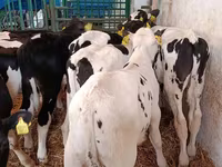Bull, Holstein breed — photo 5