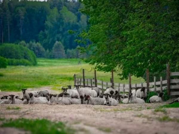Widder, Romanov sheep